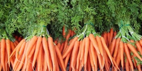 Kada sijati šargarepu u otvoreno tlo u proljeće